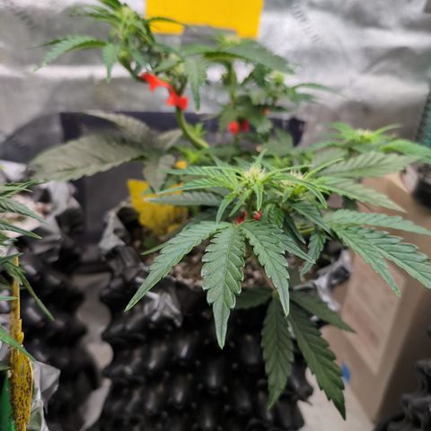Donna- NH Nuclear Stardawg (74), 22% Sativa, 150g wet/29 dry growlog photo: I didn't mind having the Kristen Wiig of plants!