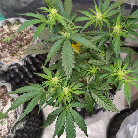 Donna- NH Nuclear Stardawg (74), 22% Sativa, 150g wet/29 dry growlog photo: I just took off the clips again. She's just too happy!