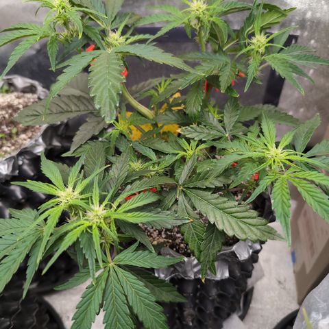 Donna- NH Nuclear Stardawg (74), 22% Sativa, 150g wet/29 dry growlog photo: I just took off the clips again. She's just too happy!