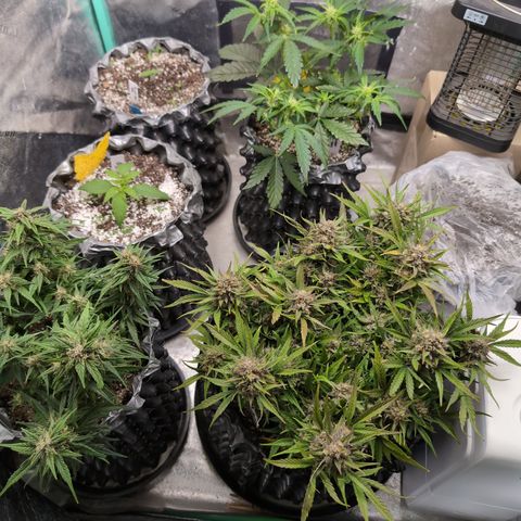 Donna- NH Nuclear Stardawg (74), 22% Sativa, 150g wet/29 dry growlog timeline photo