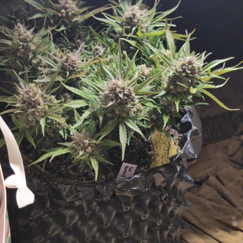 Frannie- BB Fat Bastard (90), Hybrid, 30-38%, 312 wet/57 dry growlog timeline photo