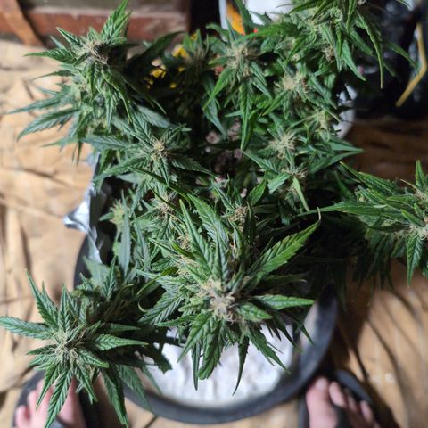 Anita-NH ATF (73), 13-27%, Sativa 149g wet/25g dry growlog timeline photo