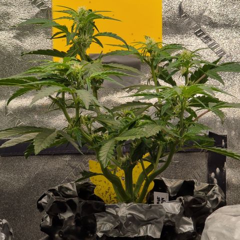 Donna- NH Nuclear Stardawg (74), 22% Sativa, 150g wet/29 dry growlog photo: C'mon! How happy is she??