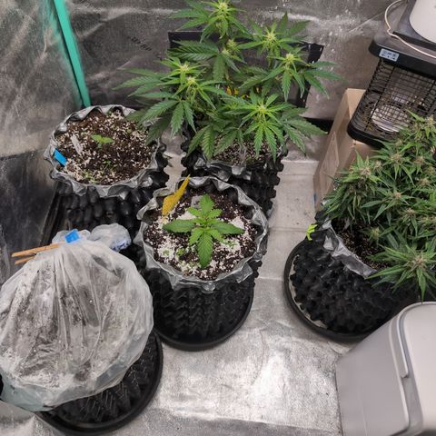 Donna- NH Nuclear Stardawg (74), 22% Sativa, 150g wet/29 dry growlog timeline photo