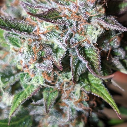Frannie- BB Fat Bastard (90), Hybrid, 30-38%, 312 wet/57 dry growlog timeline photo