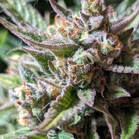 Frannie- BB Fat Bastard (90), Hybrid, 30-38%, 312 wet/57 dry growlog timeline photo