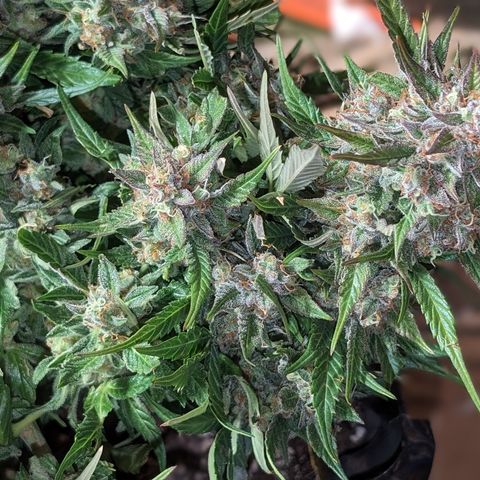 Frannie- BB Fat Bastard (90), Hybrid, 30-38%, 312 wet/57 dry growlog timeline photo