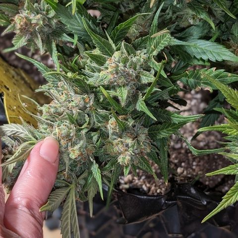 Frannie- BB Fat Bastard (90), Hybrid, 30-38%, 312 wet/57 dry growlog timeline photo