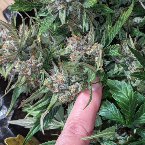 Frannie- BB Fat Bastard (90), Hybrid, 30-38%, 312 wet/57 dry growlog timeline photo