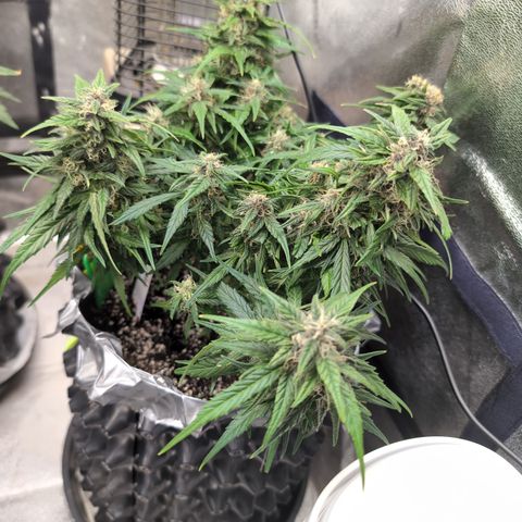 Anita-NH ATF (73), 13-27%, Sativa 149g wet/25g dry growlog photo: She's not as big as the others, but she thicc.