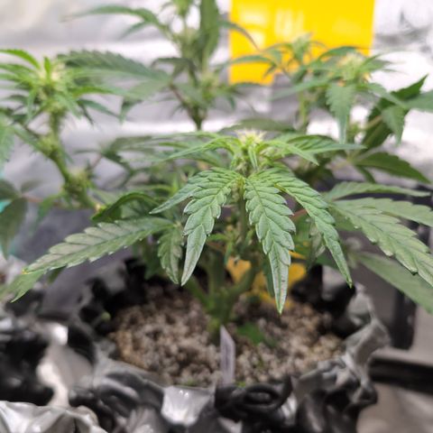Donna- NH Nuclear Stardawg (74), 22% Sativa, 150g wet/29 dry growlog timeline photo