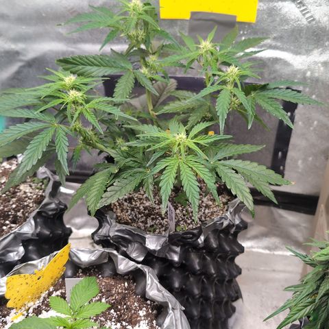Donna- NH Nuclear Stardawg (74), 22% Sativa, 150g wet/29 dry growlog timeline photo
