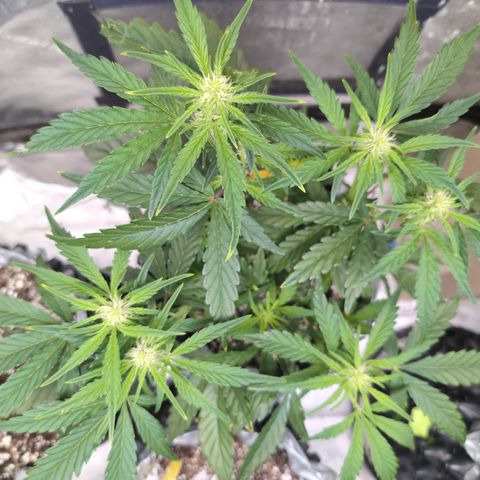 Donna- NH Nuclear Stardawg (74), 22% Sativa, 150g wet/29 dry growlog timeline photo