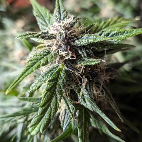 Anita-NH ATF (73), 13-27%, Sativa 149g wet/25g dry growlog timeline photo