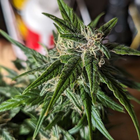 Anita-NH ATF (73), 13-27%, Sativa 149g wet/25g dry growlog timeline photo
