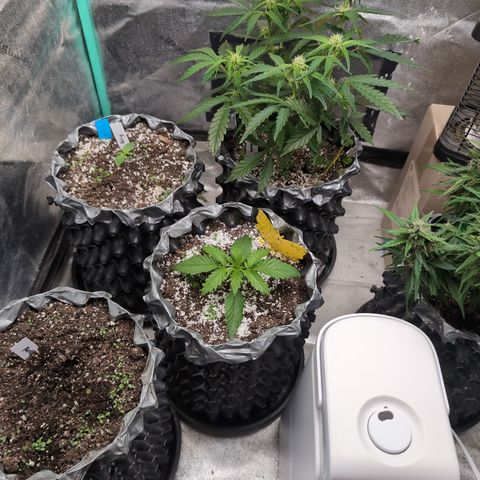 Donna- NH Nuclear Stardawg (74), 22% Sativa, 150g wet/29 dry growlog photo: Holding pattern. No changes.