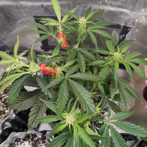 Donna- NH Nuclear Stardawg (74), 22% Sativa, 150g wet/29 dry growlog photo: Okay... Only change today was the clips.