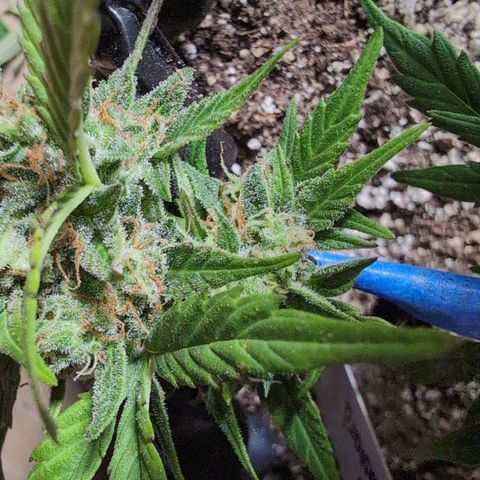 Anita-NH ATF (73), 13-27%, Sativa 149g wet/25g dry growlog photo: There is value in taping her back together!