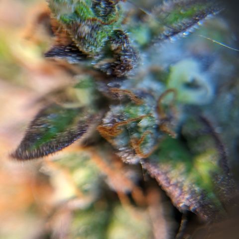 Frannie- BB Fat Bastard (90), Hybrid, 30-38%, 312 wet/57 dry growlog photo: I don't think she's ready!