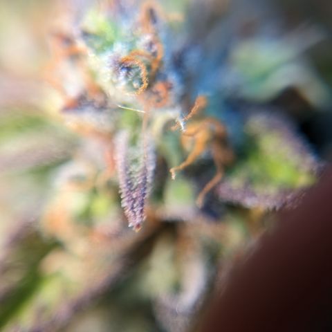Frannie- BB Fat Bastard (90), Hybrid, 30-38%, 312 wet/57 dry growlog photo: I don't think she's ready!