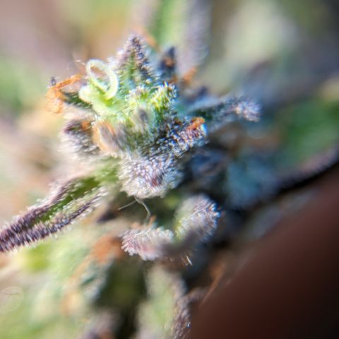Frannie- BB Fat Bastard (90), Hybrid, 30-38%, 312 wet/57 dry growlog photo: I don't think she's ready!
