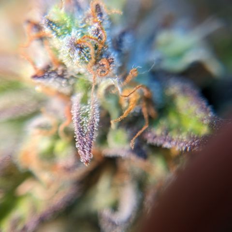 Frannie- BB Fat Bastard (90), Hybrid, 30-38%, 312 wet/57 dry growlog photo: I don't think she's ready!