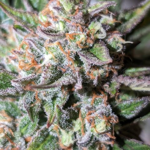 Frannie- BB Fat Bastard (90), Hybrid, 30-38%, 312 wet/57 dry growlog timeline photo