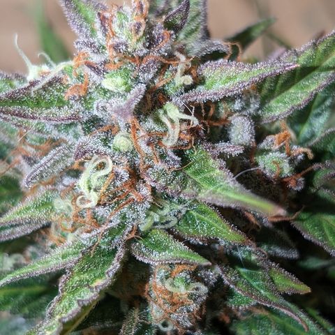 Frannie- BB Fat Bastard (90), Hybrid, 30-38%, 312 wet/57 dry growlog timeline photo