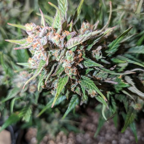 Frannie- BB Fat Bastard (90), Hybrid, 30-38%, 312 wet/57 dry growlog timeline photo