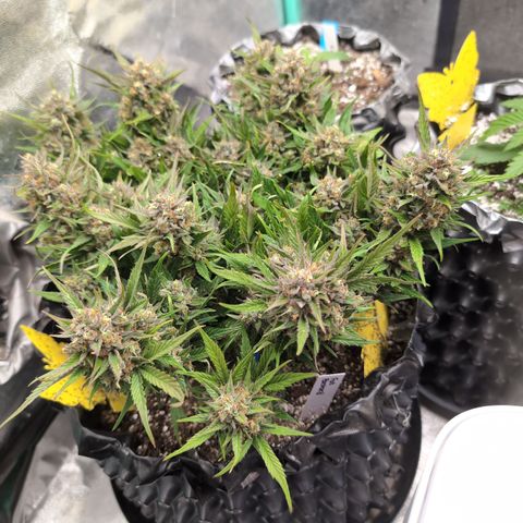 Frannie- BB Fat Bastard (90), Hybrid, 30-38%, 312 wet/57 dry growlog timeline photo