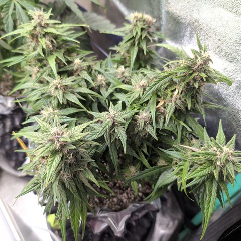 Anita-NH ATF (73), 13-27%, Sativa 149g wet/25g dry growlog timeline photo