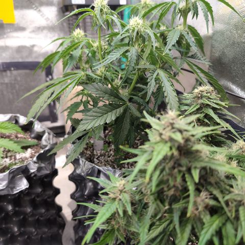 Donna- NH Nuclear Stardawg (74), 22% Sativa, 150g wet/29 dry growlog photo: She's huge!