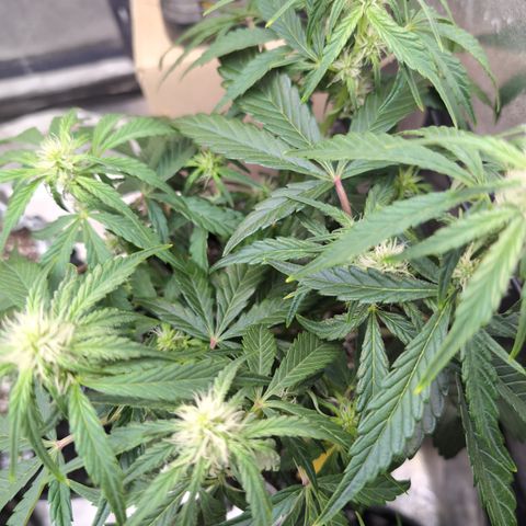 Donna- NH Nuclear Stardawg (74), 22% Sativa, 150g wet/29 dry growlog timeline photo