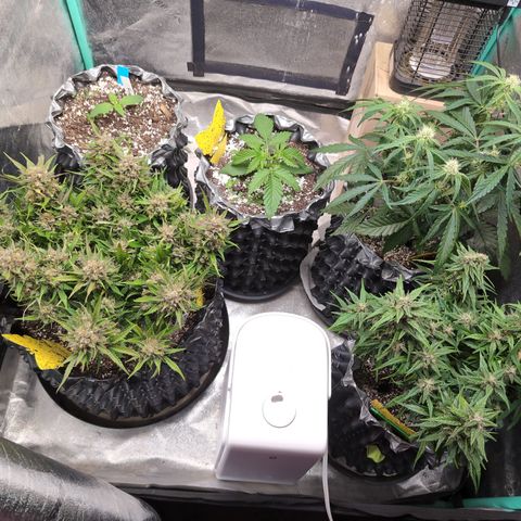 Donna- NH Nuclear Stardawg (74), 22% Sativa, 150g wet/29 dry growlog timeline photo