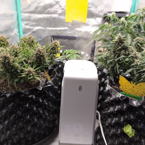 Donna- NH Nuclear Stardawg (74), 22% Sativa, 150g wet/29 dry growlog timeline photo