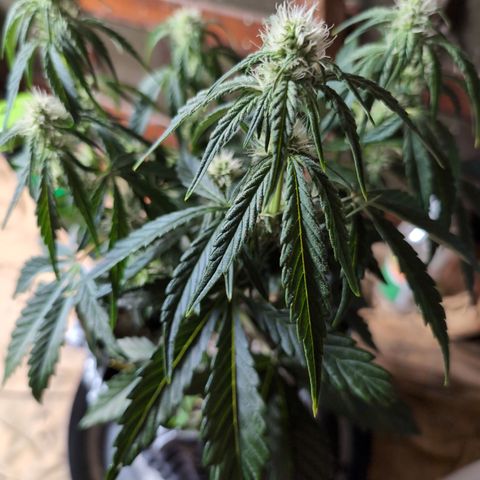 Donna- NH Nuclear Stardawg (74), 22% Sativa, 150g wet/29 dry growlog photo: She's a bit thirsty.