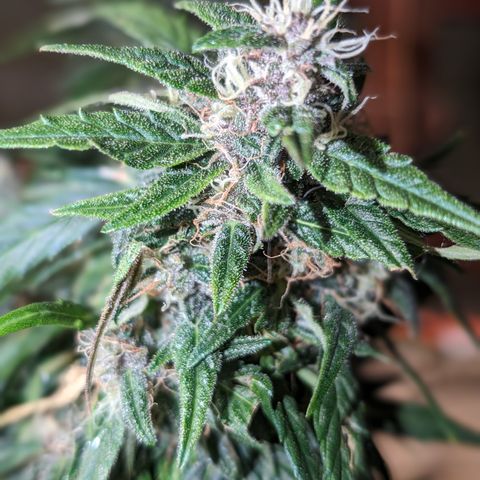 Anita-NH ATF (73), 13-27%, Sativa 149g wet/25g dry growlog photo: She's done. More amber than I've seen. She's in the dark for at least a day!