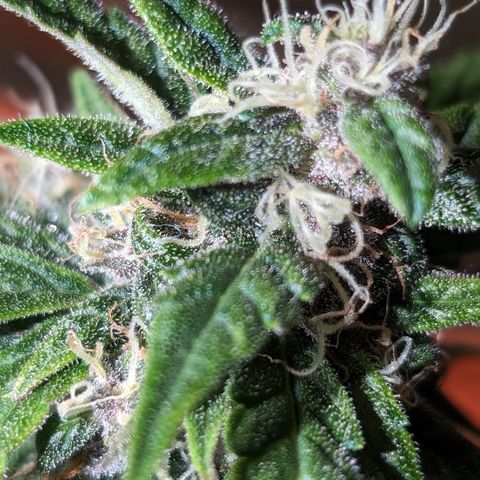 Anita-NH ATF (73), 13-27%, Sativa 149g wet/25g dry growlog photo: She's done. More amber than I've seen. She's in the dark for at least a day!