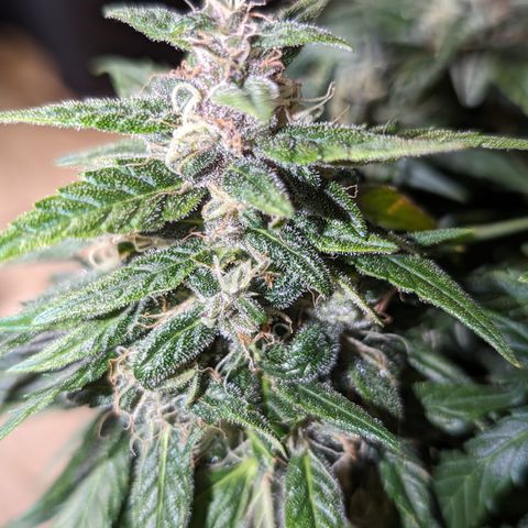 Anita-NH ATF (73), 13-27%, Sativa 149g wet/25g dry growlog photo: She's done. More amber than I've seen. She's in the dark for at least a day!