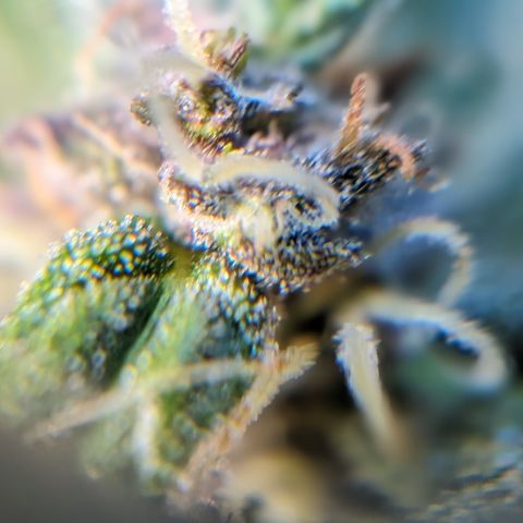Anita-NH ATF (73), 13-27%, Sativa 149g wet/25g dry growlog timeline photo