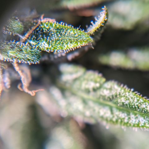 Anita-NH ATF (73), 13-27%, Sativa 149g wet/25g dry growlog timeline photo