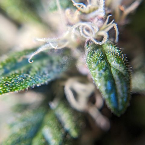 Anita-NH ATF (73), 13-27%, Sativa 149g wet/25g dry growlog timeline photo