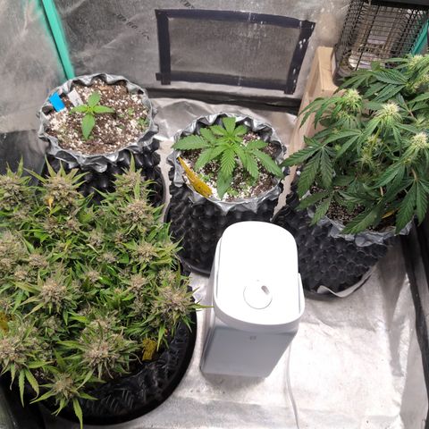Donna- NH Nuclear Stardawg (74), 22% Sativa, 150g wet/29 dry growlog photo: Weird! Frannie is in, Anita is out.