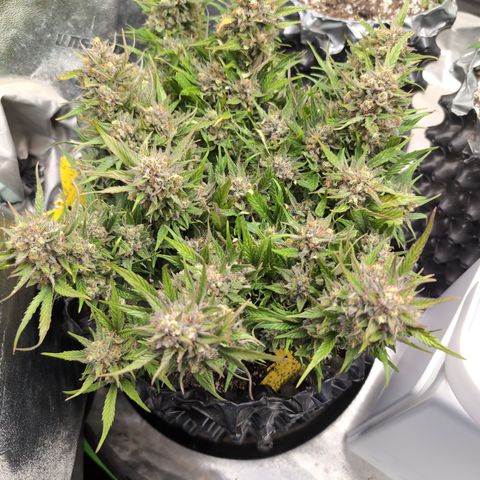 Frannie- BB Fat Bastard (90), Hybrid, 30-38%, 312 wet/57 dry growlog photo: Maybe a teeny bit of fade.