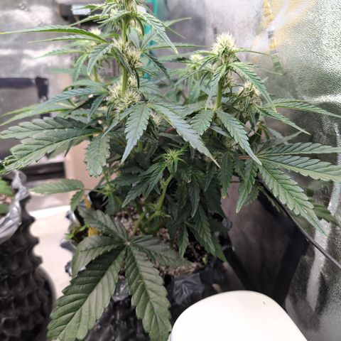 Donna- NH Nuclear Stardawg (74), 22% Sativa, 150g wet/29 dry growlog photo: Good morning, Perky!!