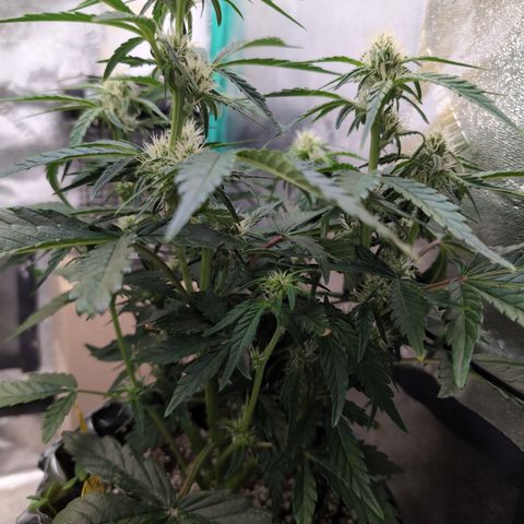 Donna- NH Nuclear Stardawg (74), 22% Sativa, 150g wet/29 dry growlog timeline photo