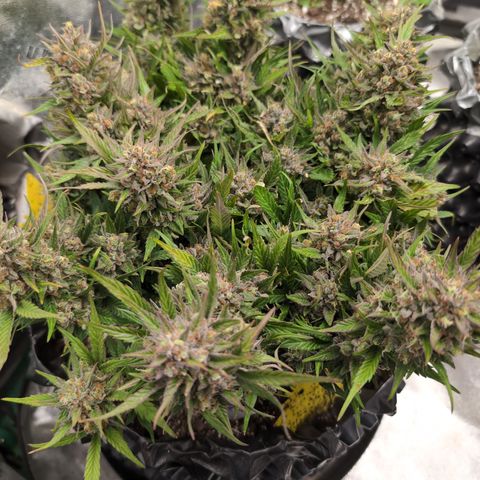 Frannie- BB Fat Bastard (90), Hybrid, 30-38%, 312 wet/57 dry growlog photo: She's very frosty!!