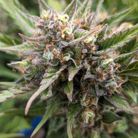 Frannie- BB Fat Bastard (90), Hybrid, 30-38%, 312 wet/57 dry growlog timeline photo
