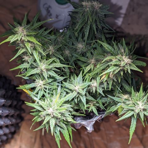 Anita-NH ATF (73), 13-27%, Sativa 149g wet/25g dry growlog timeline photo