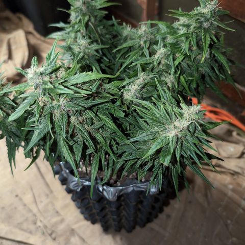 Anita-NH ATF (73), 13-27%, Sativa 149g wet/25g dry growlog photo: Crazy she's so green, amber-y and not fading!